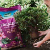 Westland Ericaceous Planting & Potting Mix 50Ltr