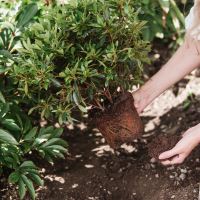 Westland Ericaceous Planting & Potting Mix 50Ltr